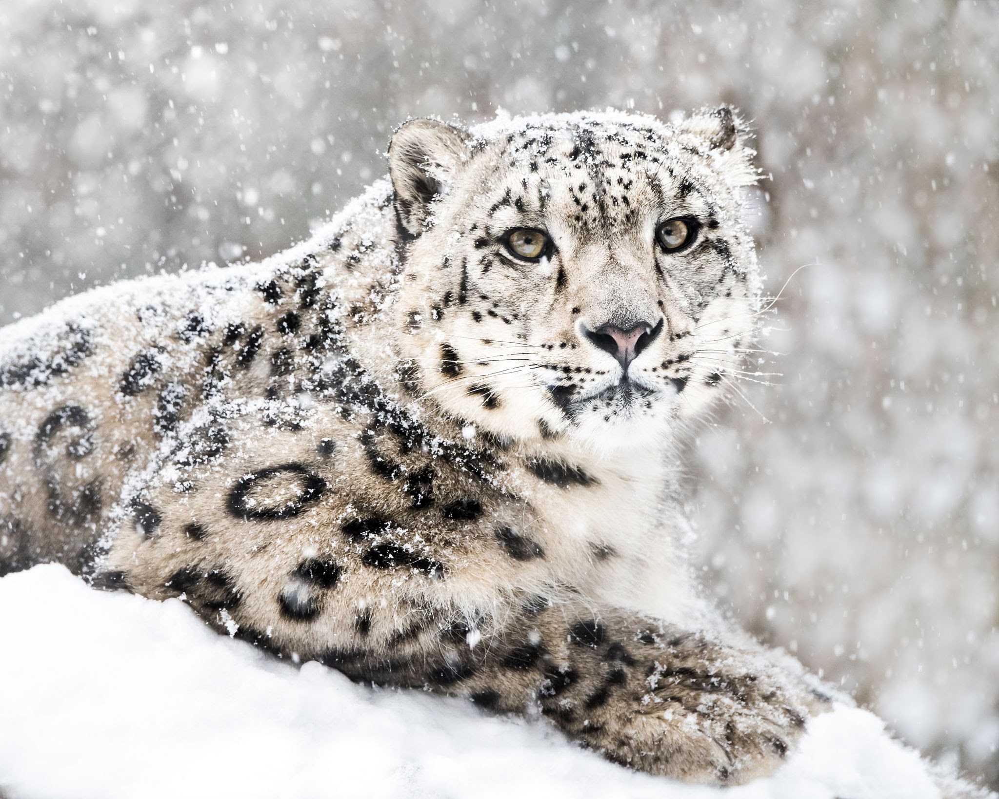 leopardo de las nieves